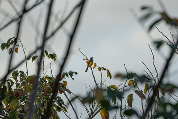a wild yellow-vented bulbul on a tree branch on the lookout