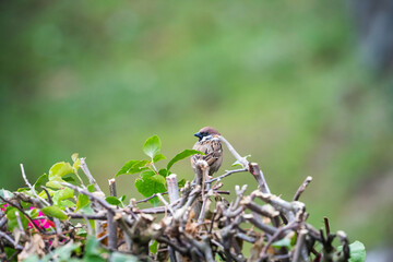 an aware Eurasian Tree Sparrow while looking for it's first meal
