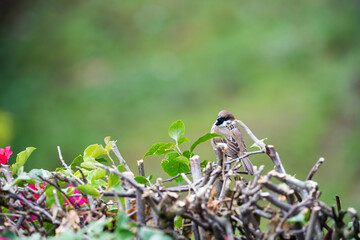 an aware Eurasian Tree Sparrow while looking for it's first meal