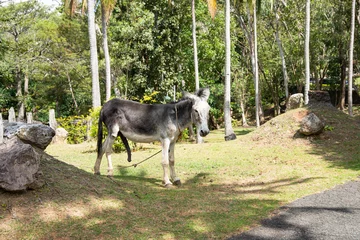 Keuken spatwand met foto an aroused leashed donkey in the Philippines © recyap