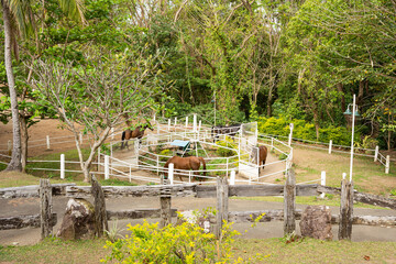 early morning exercise for horses in their round pen