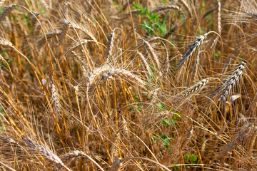 Fototapeta premium Wheat field. Ears of golden wheat close up.