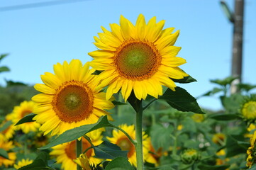 盛夏のヒマワリ