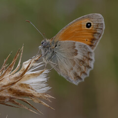 Small heath (Coenonympha pamphilus) on a plant
