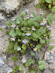 Kenilworth Ivy (Cymbalaria muralis) little filler plant with tiny lilac-blue snapdragon-like flowers 