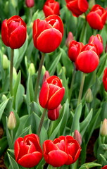 Bright red with yellow tulips close up in Goztepe Park during the Tulips Festival in Istanbul, Turkey