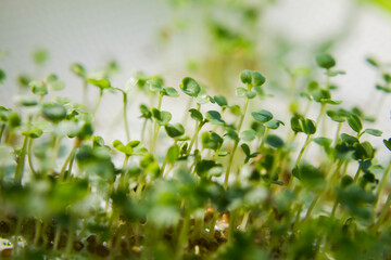 micro-green in a futuristic light, home