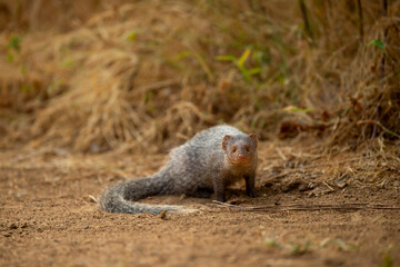 Indian grey mongoose or Herpestes edwardsii portrait with natural eye contact during wildlife...