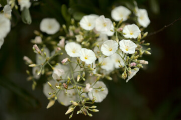 Flora of Gran Canaria -  Convolvulus floridus, plant endemic to Canary Islands, natural macro floral background
