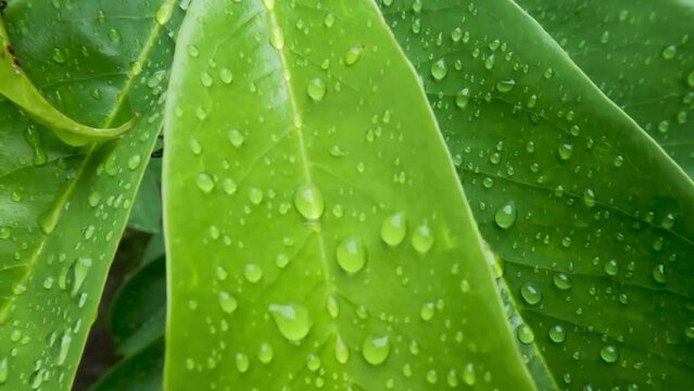 The leaves of the soursop plant are green which are still wet because they have just been exposed to rain