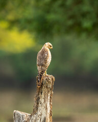 White eyed buzzard or Butastur teesa perched in natural scenic green background in winter migration at velavadar blackbuck national park Bhavnagar Saurashtra gujrat india