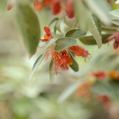 Flora of Gran Canaria - flowering Teucrium heterophyllum, species of  germander endemic to Macaronesia natural macro floral background
