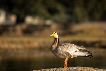 bar headed goose portrait in natural green background and golden hour sunset light during winter migration at keoladeo national park or bharatpur bird sanctuary rajasthan india - anser indicus