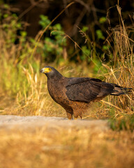Crested Serpent Eagle or Spilornis cheela closeup or portrait during winter migration on waterhole to quench thirst during safari at forest of rajasthan india
