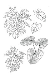 Fototapeta premium Leaves of tropical plants. Vector line drawing of flowers and leaves.