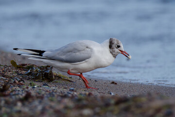 Lachmöwe an einem Ostseestrand am frühen Morgen mit erbeuteter Nahrung im Schnabel