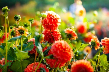 Foto op Plexiglas Different red dahlia flowers in the garden flowerbed © Sergey Novikov