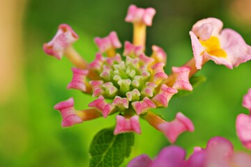 Pink flowers Lantana camara west indian lantana plant ,Multicolour ,Hindi Putus flower ,Kantutay ,Wild sage ,Red sage ,Tickberry .Medicinal plants ,Silent Valley ,West African ,Spanish flag seeds