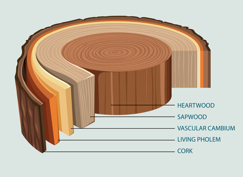 Anatomy of tree trunk