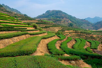 Green tea in ecological tea garden.