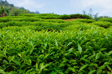 Green tea in ecological tea garden.