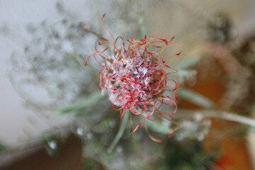 ピンクッション