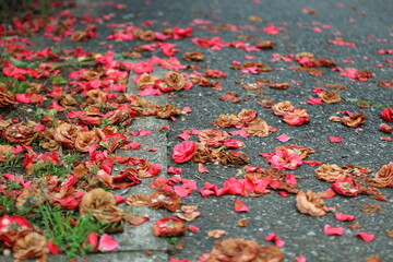 枯れて落ちた椿の花