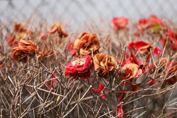 枯れて落ちた椿の花
