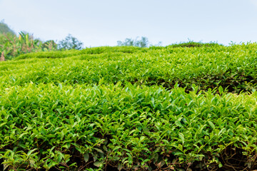 Fototapeta na wymiar Green tea in ecological tea garden.