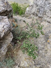 a piece of rock and grass