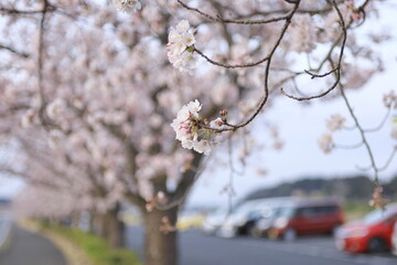 桜並木