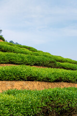 Green tea in ecological tea garden.