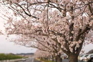 満開の桜並木
