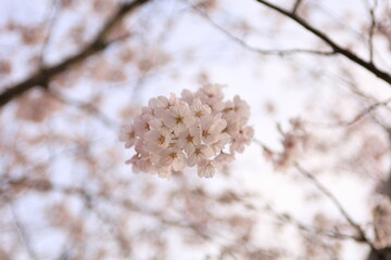 桜の季節