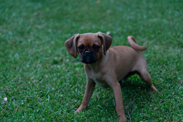 pug pugalier puppy in the grass