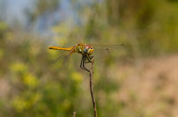 dragonfly with beautiful colors perched on a branch in a field on a summer day