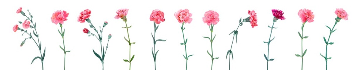 Panoramic view with carnation. Set of red and pink flowers, green leaves on white background, collection for Mother's Day, Victory Day, digital draw, vintage illustration, vector, watercolor style