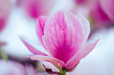 Fototapeta na wymiar Blooming magnolia flower background