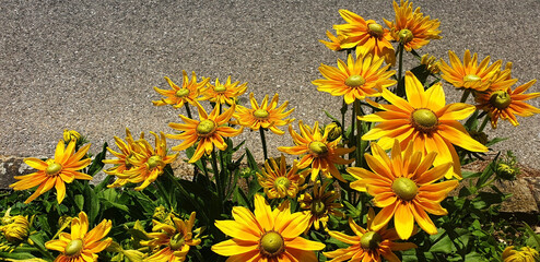 Yellow rudbeckia flowers bloom on a gray asphalt background on a sunny day. Panorama. - obrazy, fototapety, plakaty
