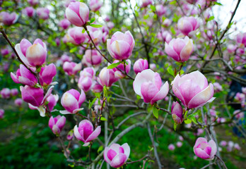 Fototapeta na wymiar Blooming magnolia tree in a public park
