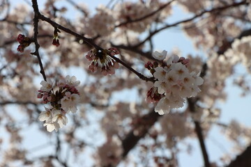 Full of Cherry Blossom Flowers on Branches.