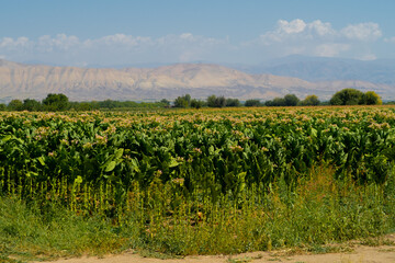 Fototapeta na wymiar Armenia mountain fields view. Ararat valley. Armenia picturesque mountain range landscape. Stock photography
