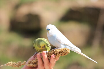 A female hand holding a kernel with two budgies