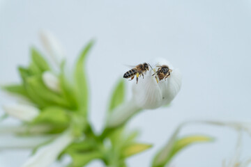 Bees on the flower with white background for text