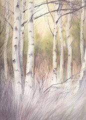 Watercolor landscape. Dawn in a birch grove. Diffused light in the forest.