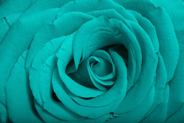 Flower of a blue rose close-up macro shot in the background of a rose petals texture