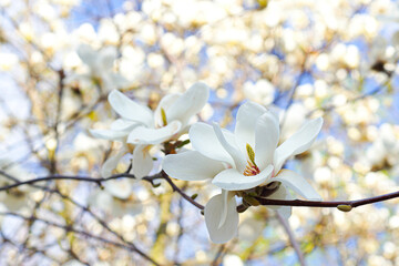 Blooming white magnolia tree in a public park