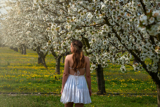 portrait of a young woman wearing a white dress walking  in  a cherry orchard with trees in blossom. spring summer image .provence , France .