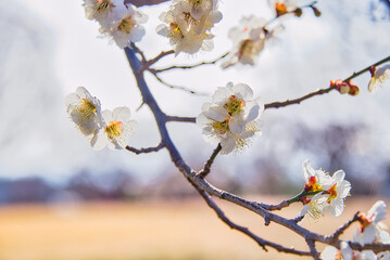 美しい満開のロウバイの枝のクローズアップ