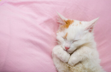 Sweetly sleeping white with red spots kitten on a soft pink bed